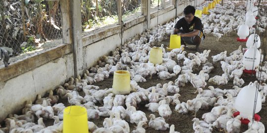 Apindo Sebut Gudang Pakan Ternak Belum Cukup Tampung Produksi Jagung