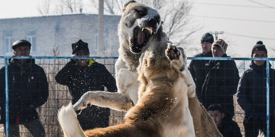 Ganasnya Anjing Alabay di Kyrgyzstan Saat Bertarung