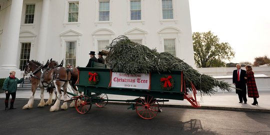 Donald Trump dan Melania Sambut Kedatangan Pohon Natal Gedung Putih