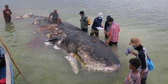 Menyedihkan, Paus Sperma Mati Terdampar di Perairan Wakatobi