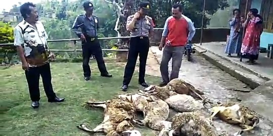 Harimau Gunung Lawu Terkam 18 Kambing Milik Warga Karanganyar