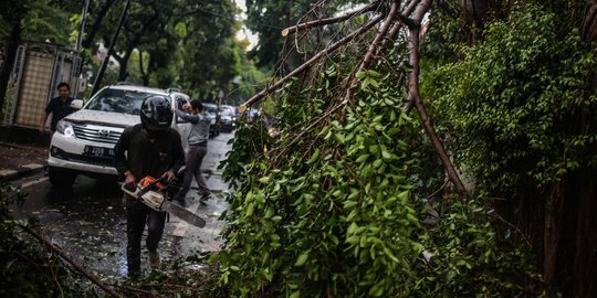Akibat Hujan Badai, Pohon di Jalan Sutan Syahrir Tumbang