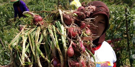 Kementan Bersama Dinas Pertanian Tata Kembali Pola Produksi Cabai & Bawang Merah 2019