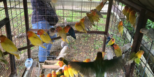 Ribuan Burung Dikirim Secara Ilegal dari Sumatera ke Jawa
