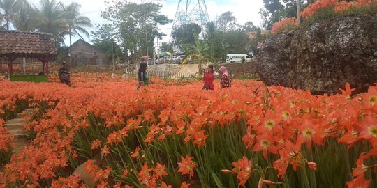 Menengok Indahnya Bunga Amarilis yang Mekar di Gunungkidul