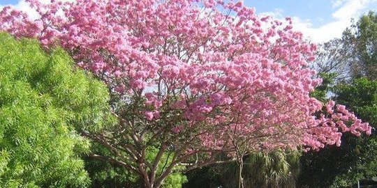 butuh banyak sinar matahari rev2