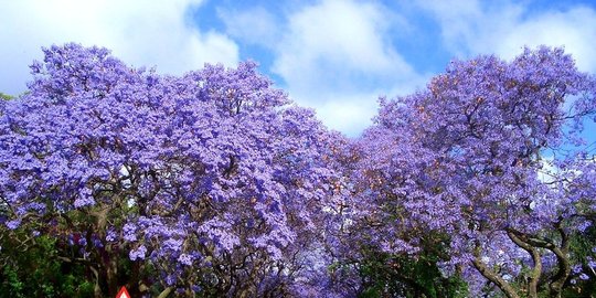 ditanam sejak 2010 rev2