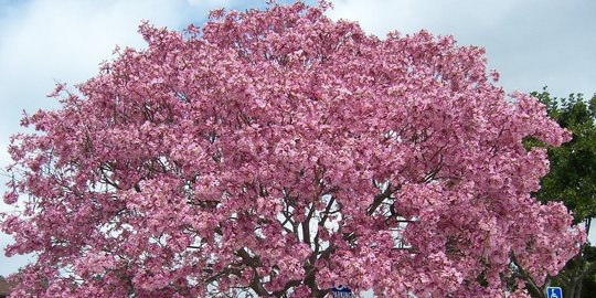 ujung musim kemarau rev2