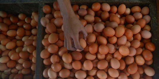 Tekan Harga Telur, Kementan Dorong Peternak Gunakan Pakan Alternatif