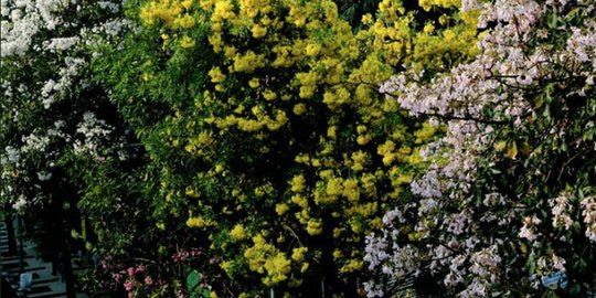 Foto-Foto Indahnya Bunga Tabebuya Surabaya Seperti di Jepang