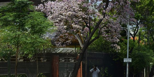 tabebuya percantik surabaya rev3