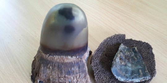 Polisi Ringkus Sindikat Penjual Cula Badak di Lampung