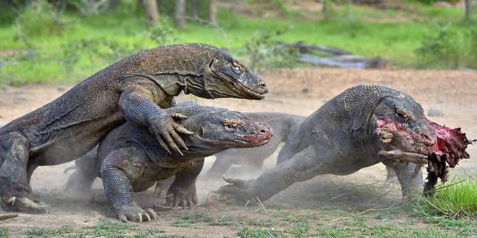 Komodo Dragon Island Tours