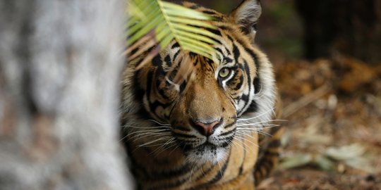 Kejari Kuansing Tahan Tersangka Penjerat Harimau Sumatera hingga Tewas