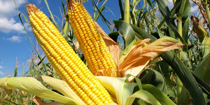 Unduh 84 Koleksi Background Kuning Jagung HD Terbaik