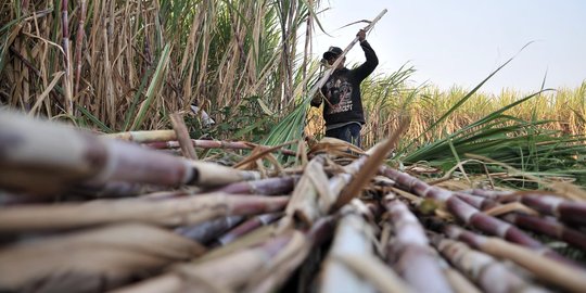 BPS Catat Nilai Tukar Petani November Naik 0,09 Persen