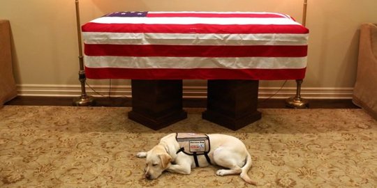 Setia Sampai Akhir, Anjing George HW Bush Temani Hingga Peti Mati