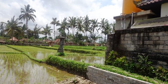 Area Persawahan Makin Hilang di Indonesia