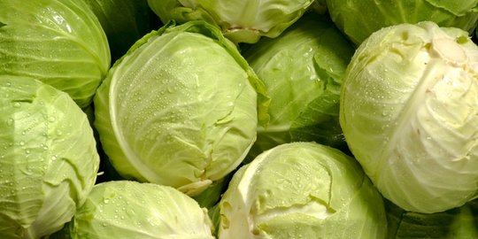 rebusan kubis menjadikan kulit glowing