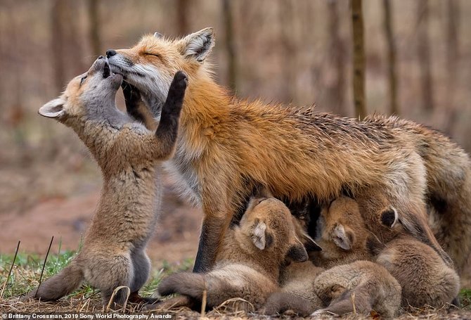 hasil karya kontestan sony world photography awards 2018