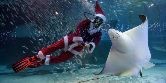 Meriahkan Natal, Sinterklas di Korsel Berenang Bareng Ikan