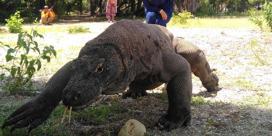 Pernyataan Gubernur NTT Bisa Bikin TN Komodo Dijauhi Wisatawan