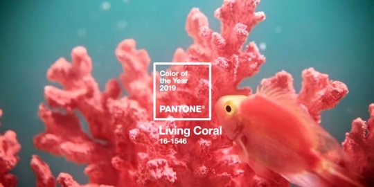 Pantone Rilis Living Coral Sebagai Tren Warna 2019