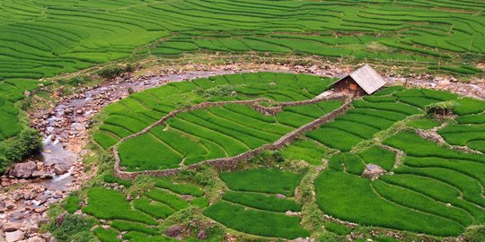 BPK Diminta Audit Program Cetak Sawah, Ini Alasannya