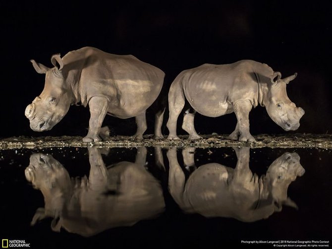 pemenang national geographic photo contest 2018