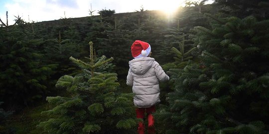 Jelang Natal, Warga Irlandia Berburu Pohon Natal di Pertanian Pohon Cemara