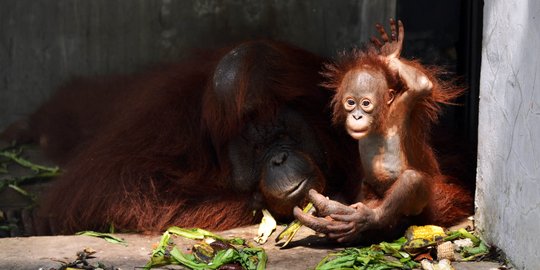 Akan Dijual Online, Bayi Orangutan Mati