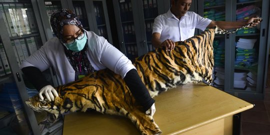 Kulit Harimau Sumatera Hasil Sitaan di Aceh Dijadikan Bahan Edukasi