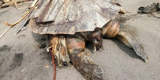 Menyedihkan, Begini Kondisi Penyu Mati dengan Perut Berisi Plastik di Kulon Progo