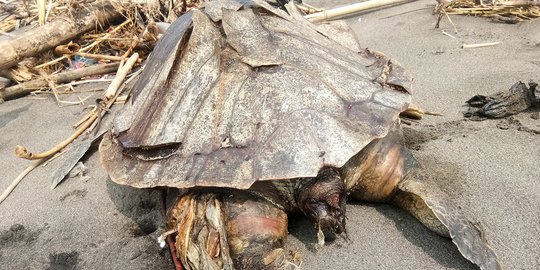 Lokasi Penyu Mati Akibat Makan Plastik di Kulonprogo Dipenuhi Sampah