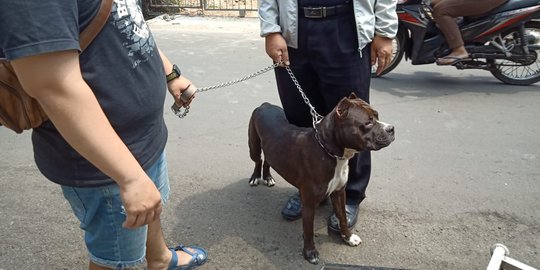 Anjing Pitbul Serang Satpam di Kompleks Sawah Besar Usai Cekcok dengan Majikannya