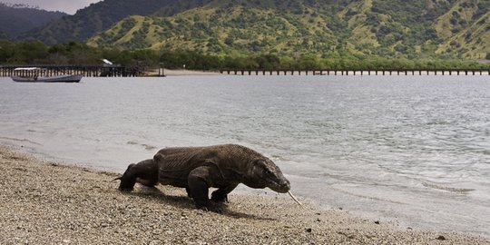 Industri Pariwisata Manggarai Barat Tolak Kenaikan Tiket TN Komodo