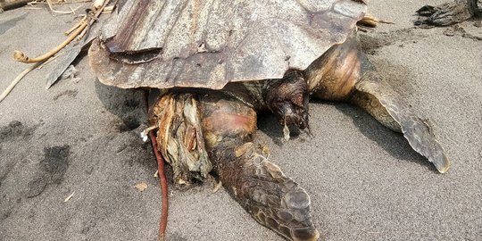 Tim Biologi UGM Sebut Penyu di Pantai Congot Mati Bukan Karena Plastik