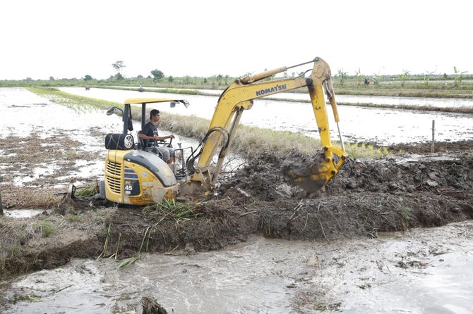 kementan proyeksikan kalsel jadi lumbung pangan di luar jawa