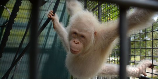 Usai Direhabilitasi, Orang Utan Albino Dilepas di Hutan Taman Nasional Kalteng