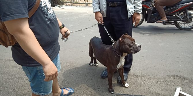 Tak Ada Itikad Baik Pemilik Anjing Pitbull Serang Satpam