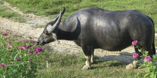 Pemerintah Kembali Impor Daging Kerbau 100.000 Ton Dari India Untuk 2019