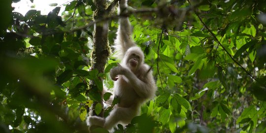 Melihat Kehidupan Alba, Orangutan Albino Usai Dilepas ke Alam Liar Hutan Kalimantan