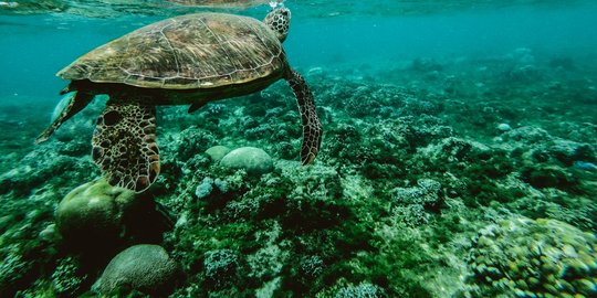 Terbawa Tsunami Selat Sunda, Puluhan Penyu Kembali Dilepasliarkan ke Laut Lepas