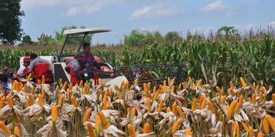 Tak Ada Benih Jagung Bantuan di Bima Dijadikan Pakan Ternak