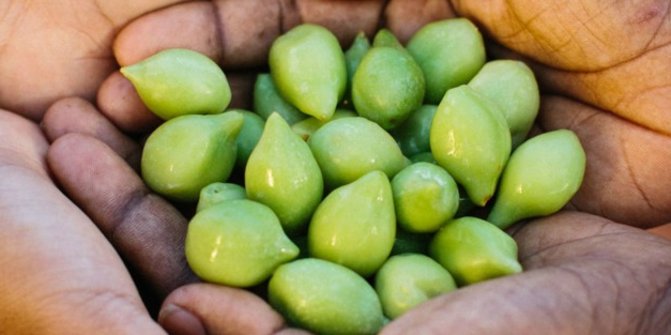 5 Manfaat Kecantikan Kakadu Plum Australia, Buah dengan Vitamin C Tertinggi di Bumi