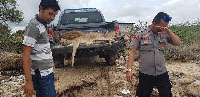 rusa mati diburu di pulau komodo