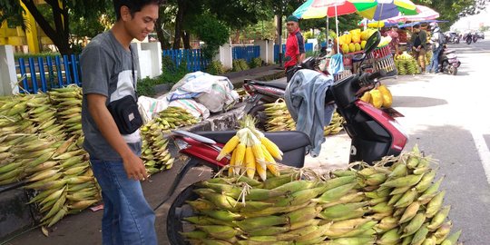 Jual Jagung dari Gowa ke Makassar, Harap Raup Untung Berlipat di Malam Tahun Baru