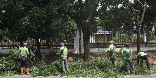 Antisipasi Musim Hujan dan Angin Kencang, Petugas Pangkas Pohon di Lenteng Agung