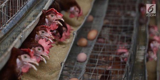 Harga Telur dan Daging Ayam di Bekasi Masih Tinggi