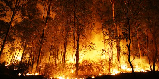 Cerita Iblis Pemakan Api di Sulteng Terkikis Perambahan Hutan